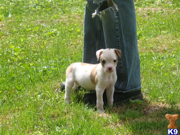 D-Dog American Bulldogs Picture 3
